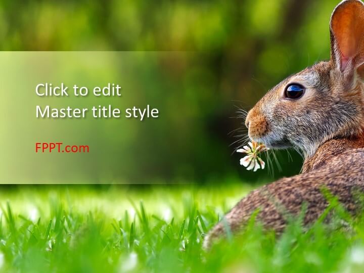 Hare PowerPoint template