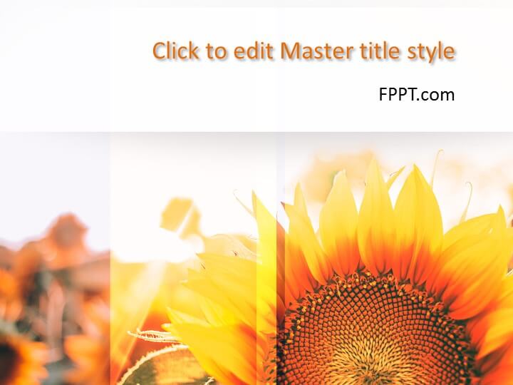 Sunflower PowerPoint template